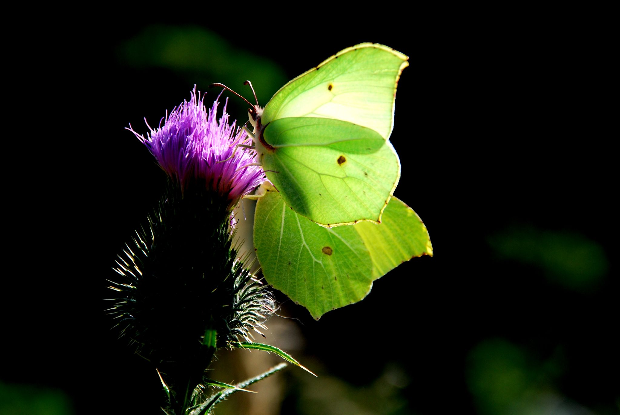 Schmetterling 05