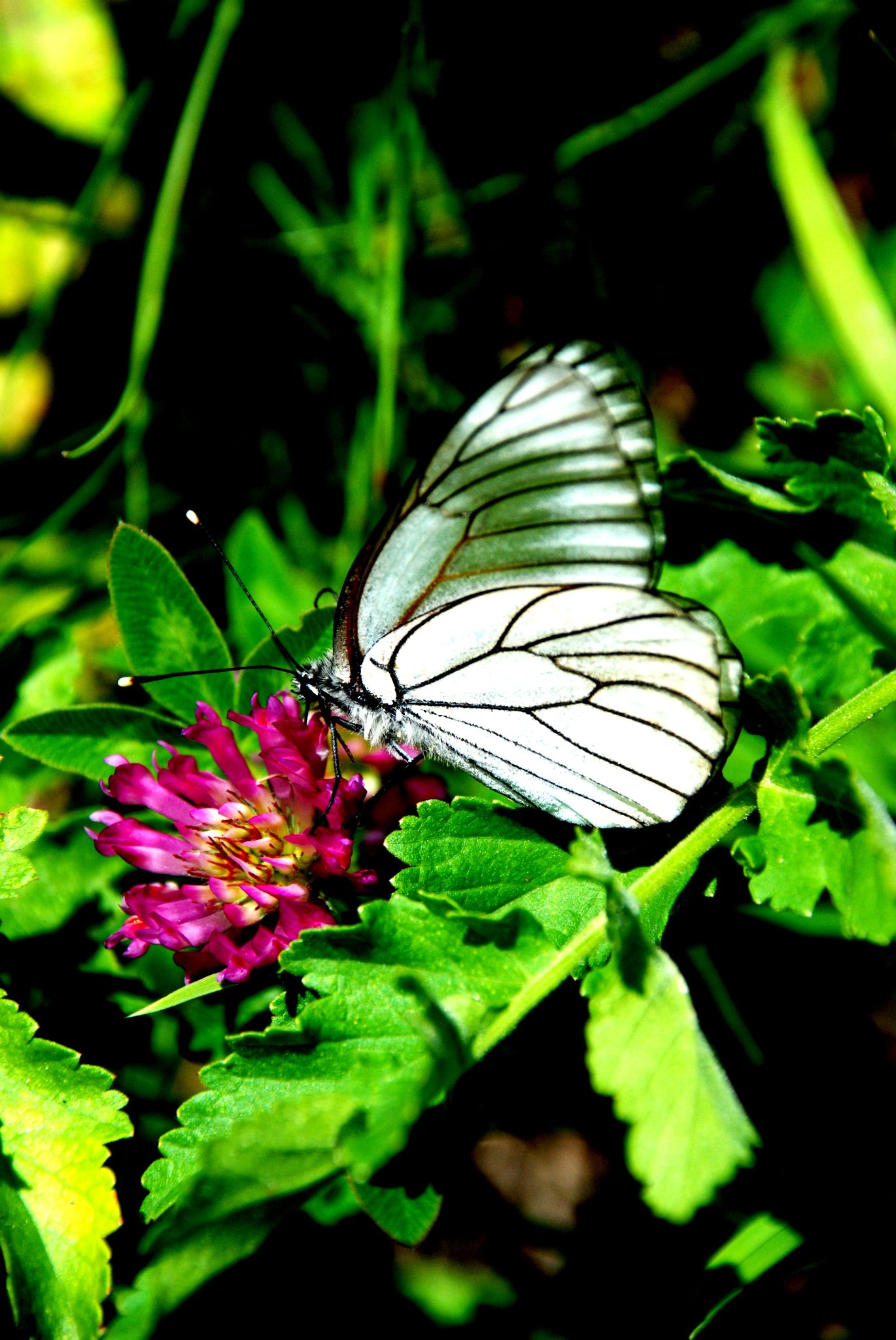 Schmetterling 13