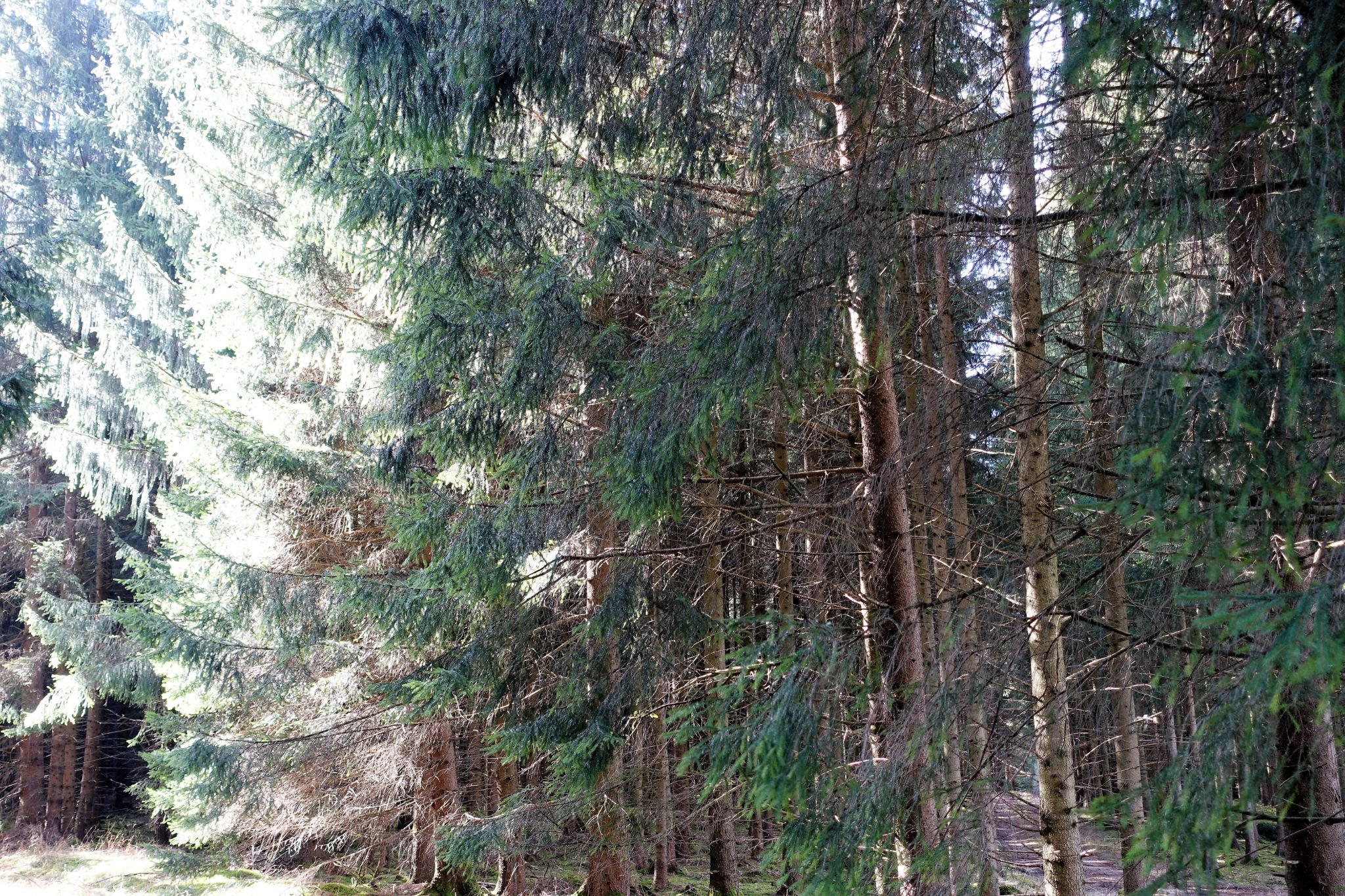 Wald 09